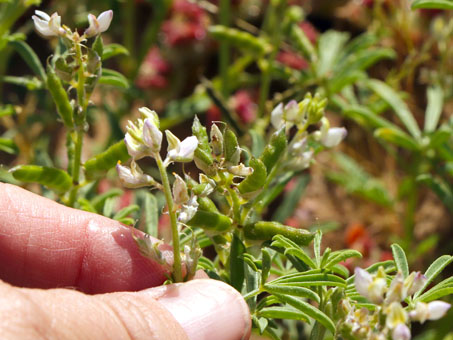 Flores y fruto de Lupino