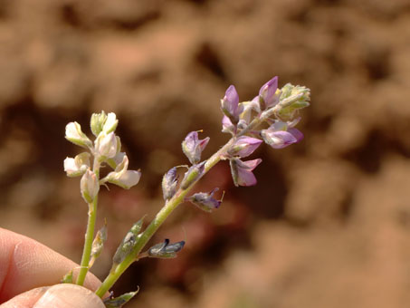 lupine flowers