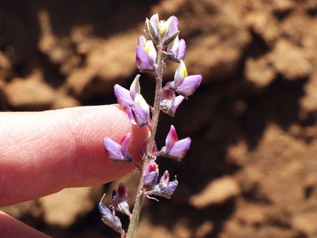 Lupine flowers