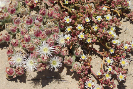 iceplant species