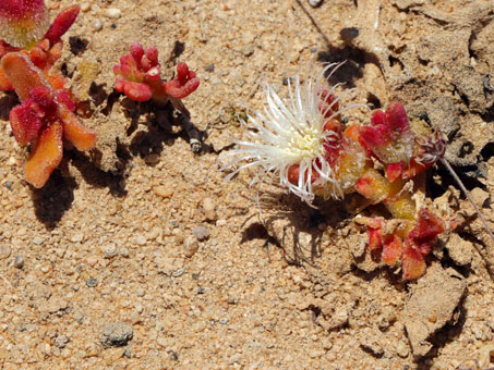 Crystalline iceplant