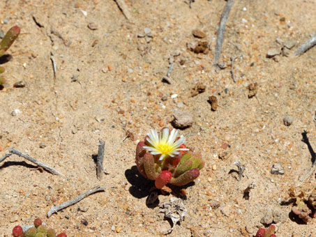 Iceplant