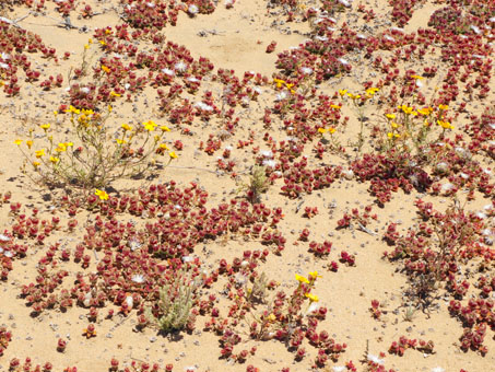 mixed vegetation