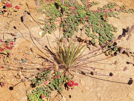 Plantago and other annual plants