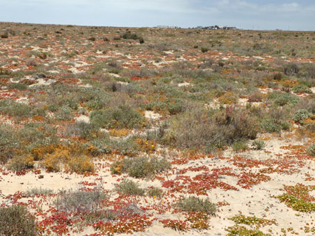 El Llano de Vizcaíno