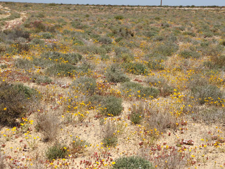 Vizcaino plain