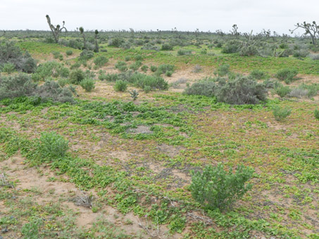 Vizcaíno desert