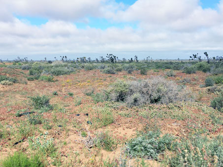 Vizcaíno Desert