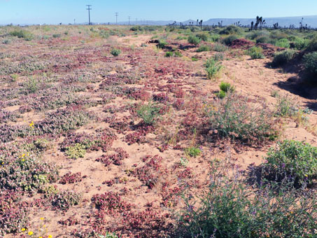 Desierto de Vizcaíno