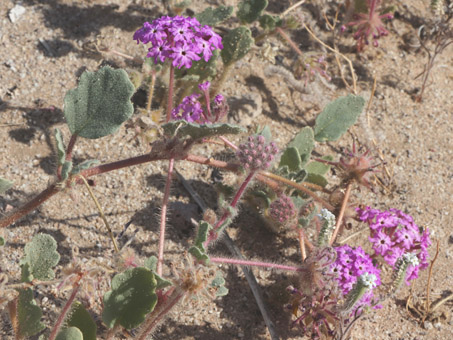 las hojas, botones y flores de Alfombrilla