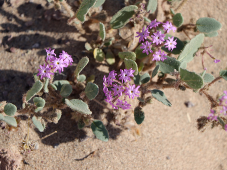 Alfombrilla con flores