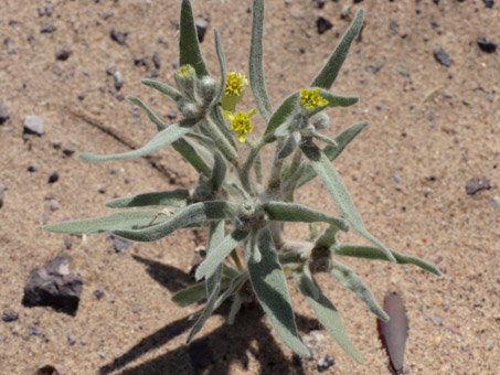 Short-ray desert-marigold con hojas peludas y flores diminutas