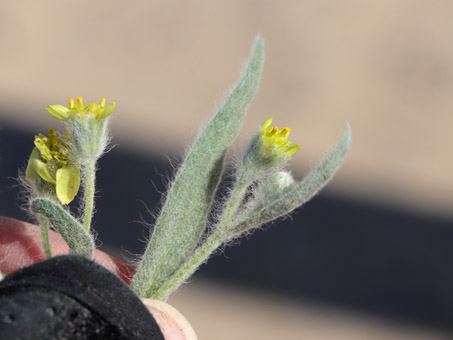 primer plano de las flores de Short-Ray Desert-Marigold