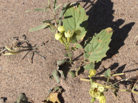 Yuma Suncup con flores y las cápsulas secas