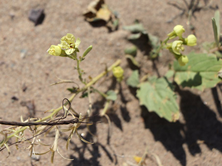 Yuma Suncup with flowers and dry fruit capsules