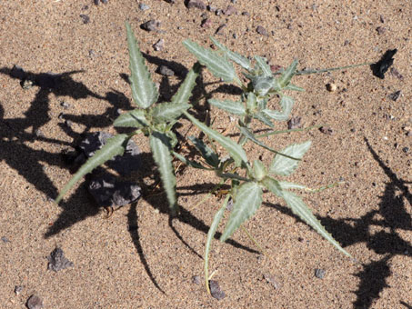 Serrated, lancelolate leaves of Dicoria canescens