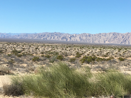 Ephedra trifurca con las sierras a la distancia