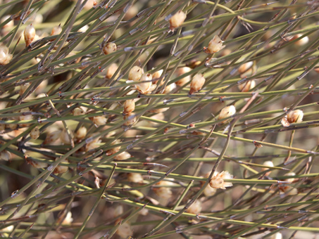 los tallos y conos de Ephedra trifurca