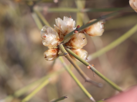 cono de semilla de Ephedra trifurca