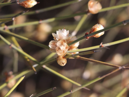 el cono de semillas de Ephedra trifurca