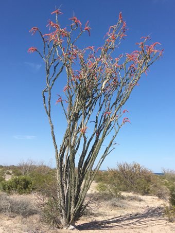 Ocotillo en plena flor