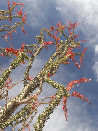 ramas del Ocotillo con hojas y flores