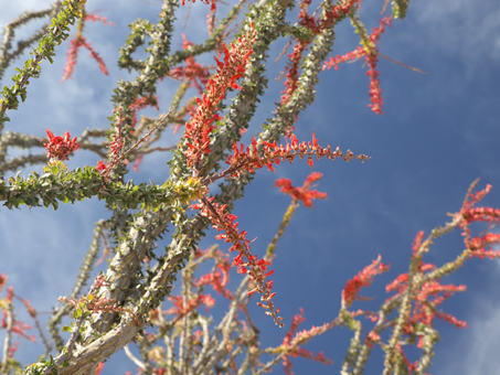 Ocotillo branches with leaves and flowers