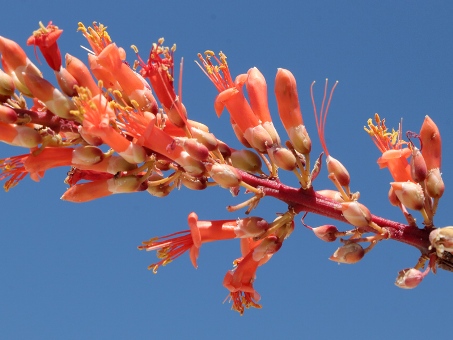 Ocotillo flowers