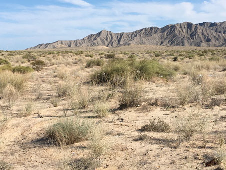 desert plain with dunes and wildflowers