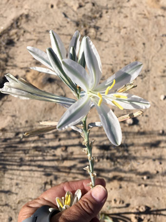 las flores del Ajo silvestre