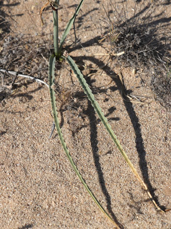 Desert Lily leaves