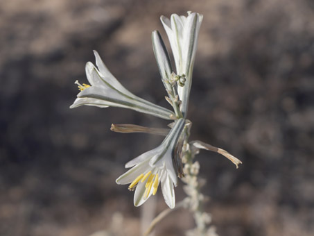 las flores del Ajo silvestre