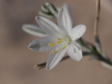 la flor del Ajo silvestre