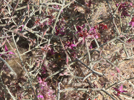 las ramas y flores de Krameria bicolor