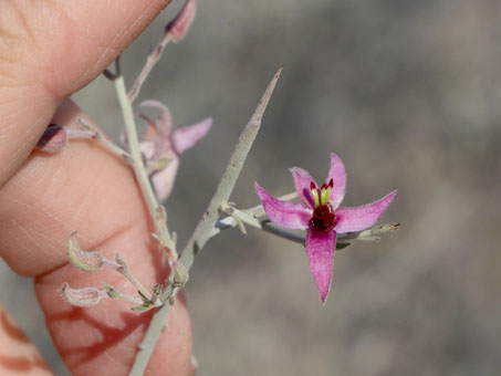 Krameria bicolor flower