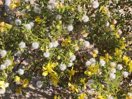 flores y fruto de la Gobernadora