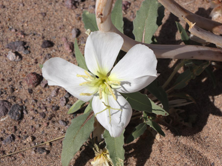 la flor de Dune Evening-Primrose