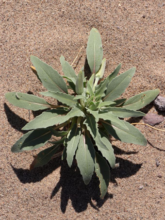 New Dune Evening-Primrose plant