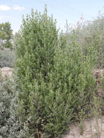 una planta de Pluchea sericea