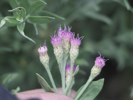 Primer plano de las flores de Cachanilla