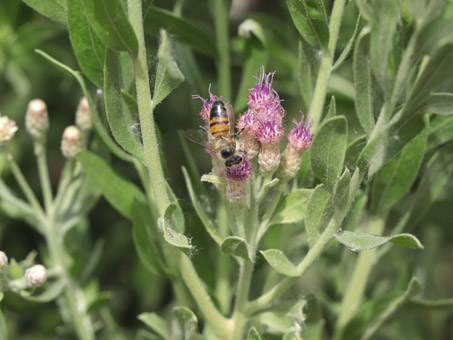 Una abeja en la flor de Cachanilla