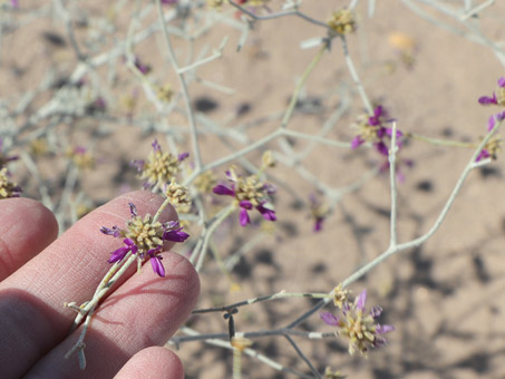 Emory Dye Bush con flores