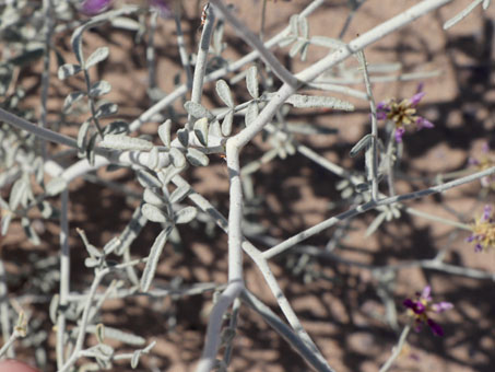 Leaves and a few flowers of Emory Dye Bush