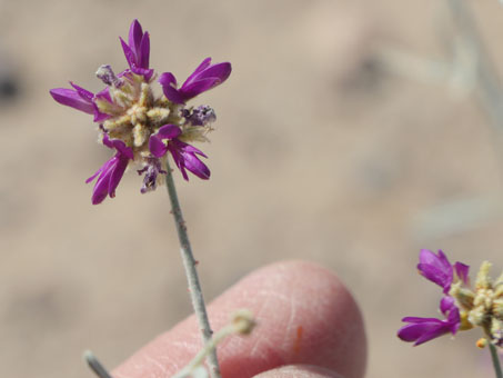 primer plano de las flores de Emory Dye Bush