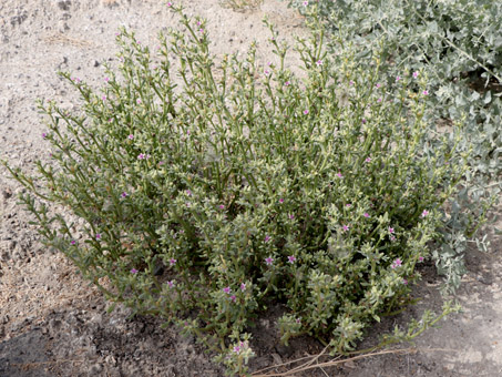 Una planta de Cencilla con flores