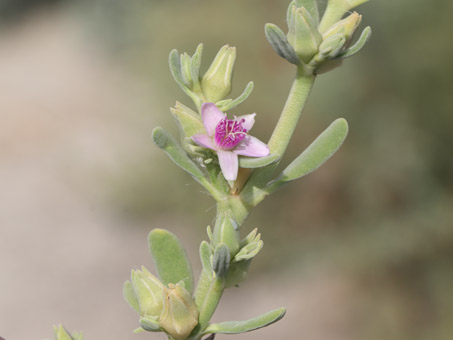 Closeup of a flower and fruit of Western Sea-Purslane