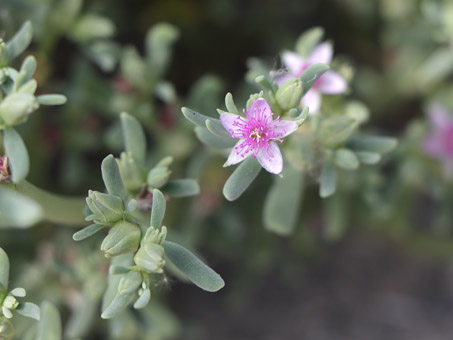 primer plano de la flor de Cencilla