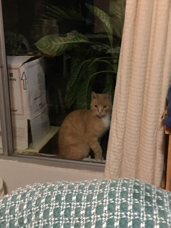 gato en la ventana