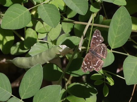 Texan crescentspot butterfly