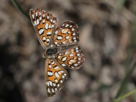 Mariposa Jaspeada Mexicana de Baja California